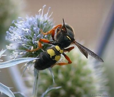 Unknown bee.jpg