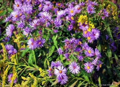u43/rtw6/medium/33559728.WildFlowers.jpg
