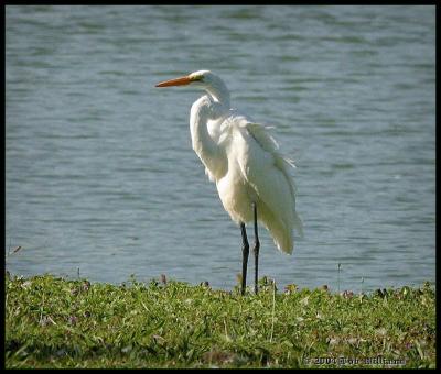 Great Egret 3.JPG