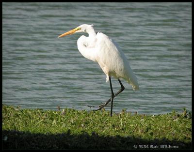 Great Egret 4.JPG