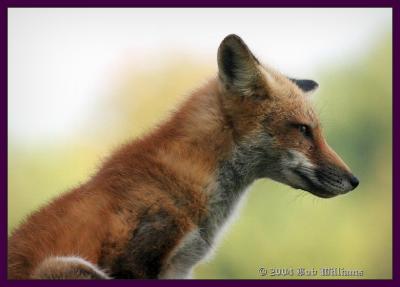 Fox .jpg