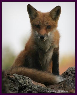 Fox .jpg