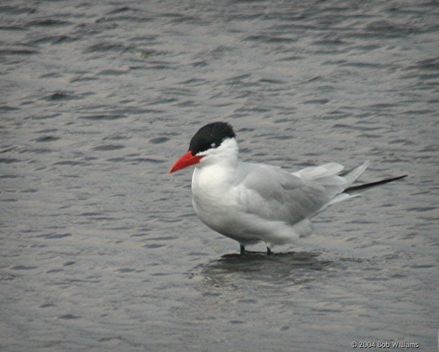 Caspian Tern.JPG