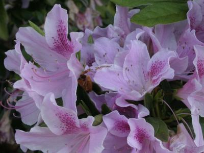 u43/rtwo/medium/27808986.JapaneseTeaGarden.jpg