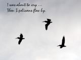 Three Pelicans