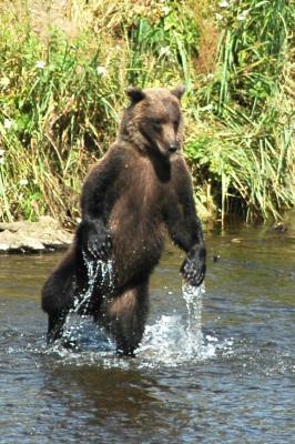 Bear2.jpg