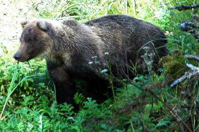 Bear3.jpg