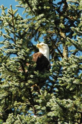 eagle.jpg