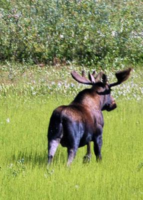 moose.jpg