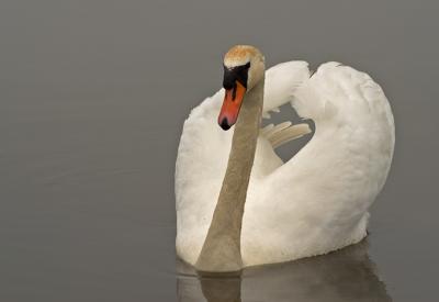 CRW_7745pf.jpg