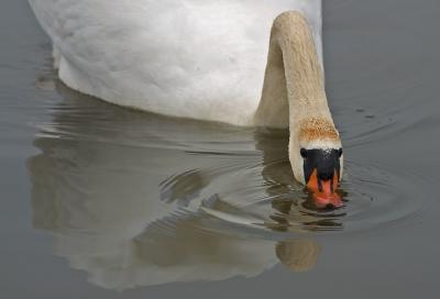 CRW_7750pf.jpg