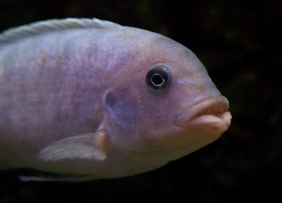 CRW_7868pf.jpg (100/2.8)
