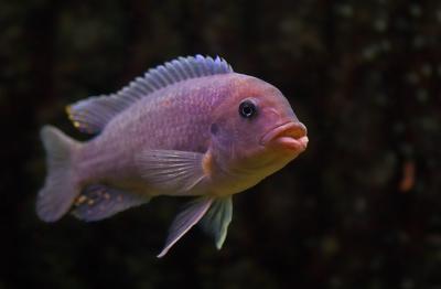 CRW_7852pf.jpg (100/2.8)
