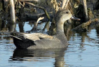 Gadwall