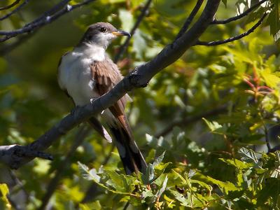 Yellow-billed Cuckoo