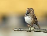 Song Sparrow