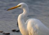 Great Egret