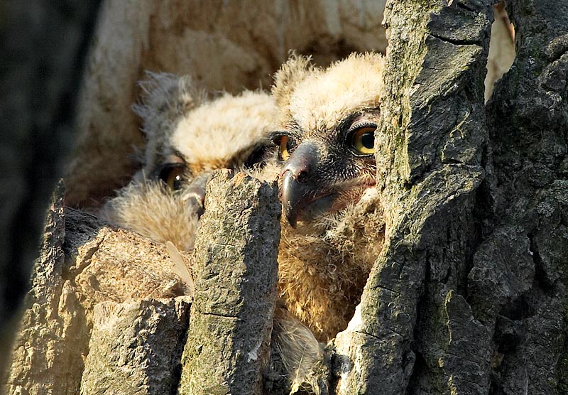 Great Horned Owl Chicks