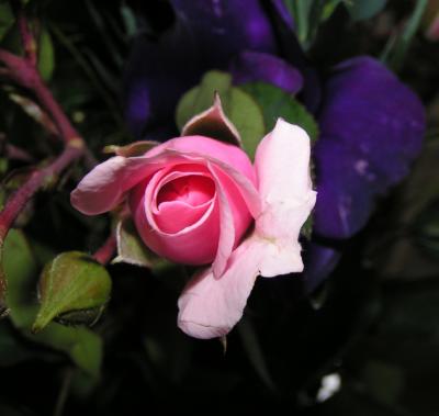 rose