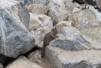 Monterey Bay CA Beechy squirrel camouflaged on beach rocks IMG00212.jpg