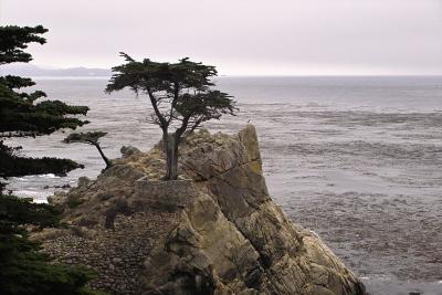 IMG00215.jpg Monterey shoreline, 17-mile Drive, Lone Cypress w bird