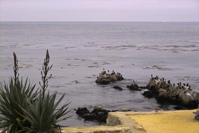 IMG00209.jpg Pacific Grove shorelines, sea otters on rocks