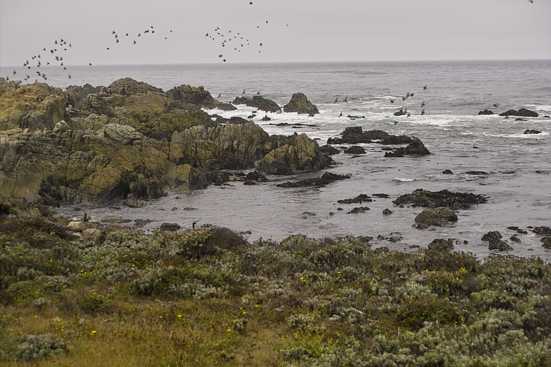 IMG00210.jpg Very overcast, foggy day,Monterey Bay shoreline rocks & birds