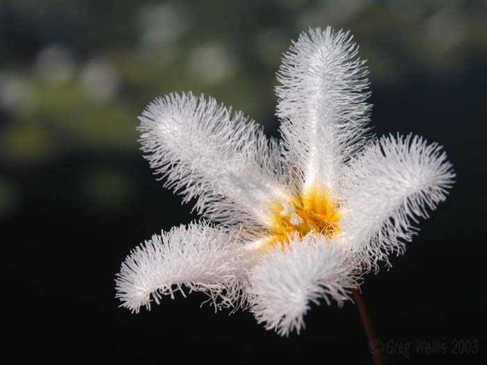 white fringe lily