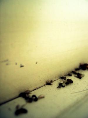 flies