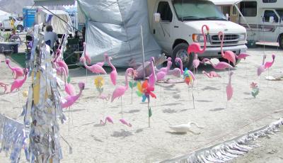 Flamingo Camp
