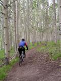 Trail in trees