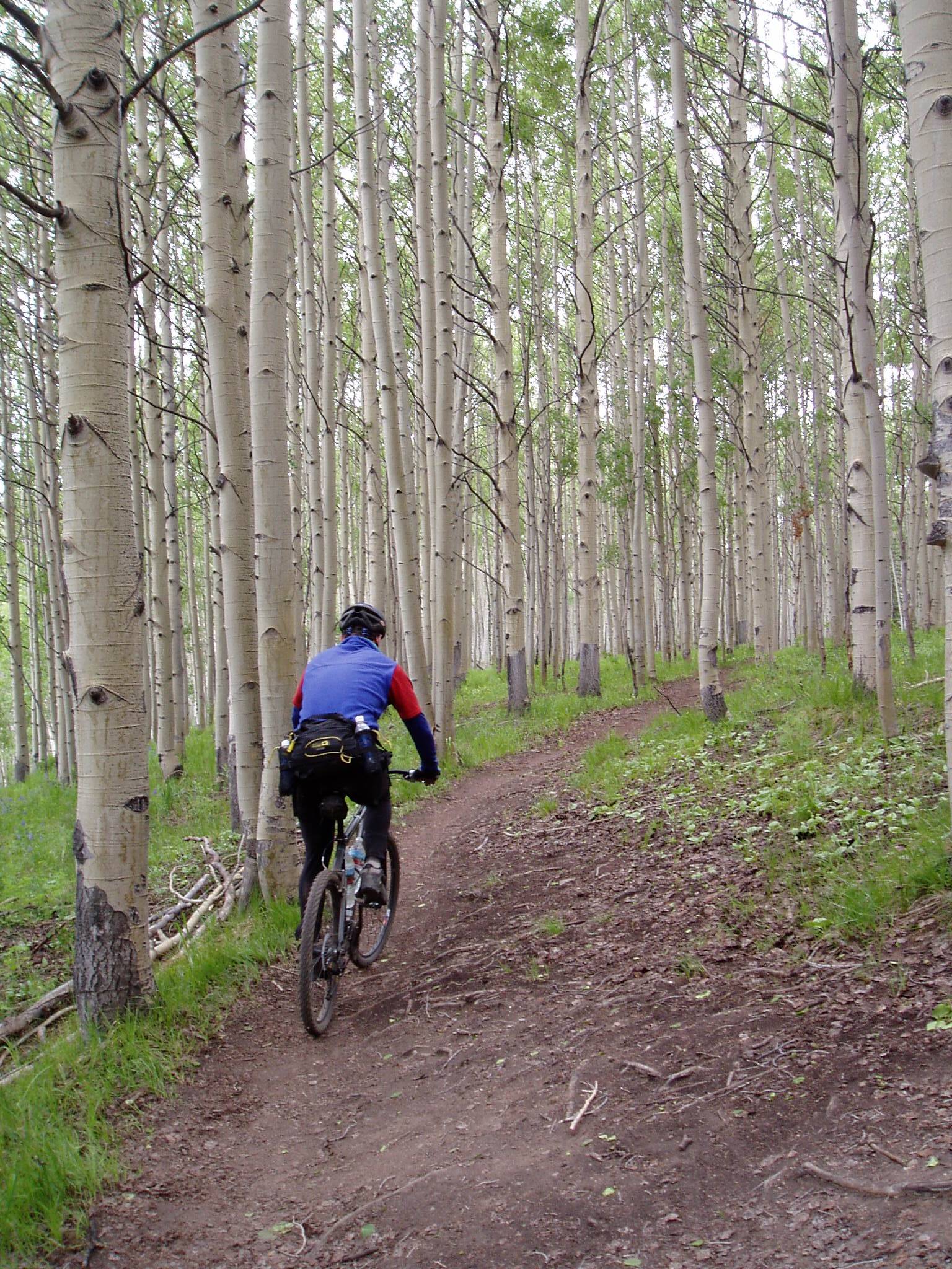 Trail in trees
