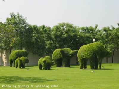Elephantine topiary