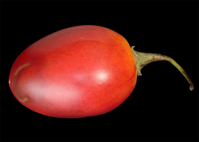 Tamarillo #2