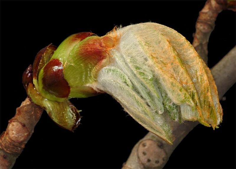 Chessnut tree bud #1