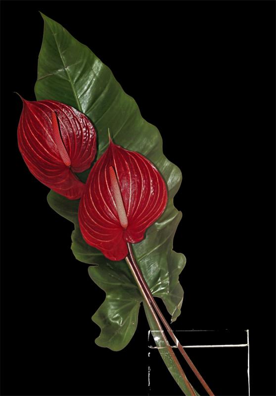 Anthurium