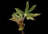 Chessnut tree bud #2