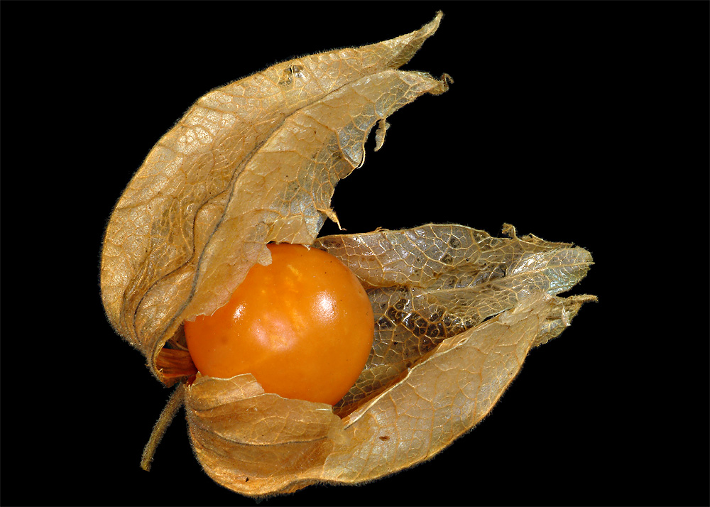 Physalis