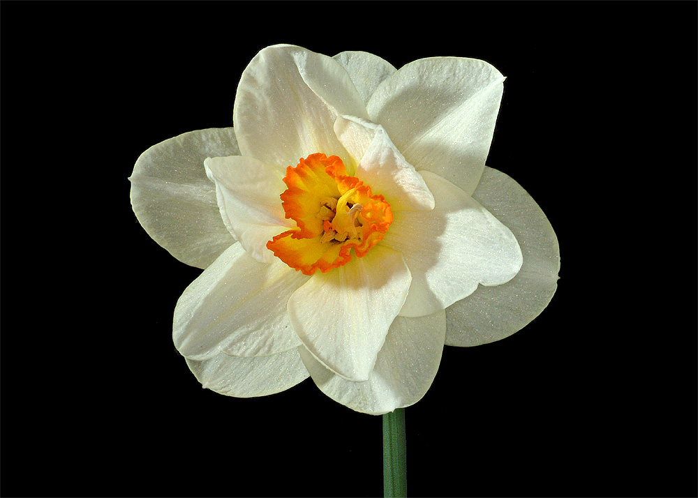 White and yellow dafodil