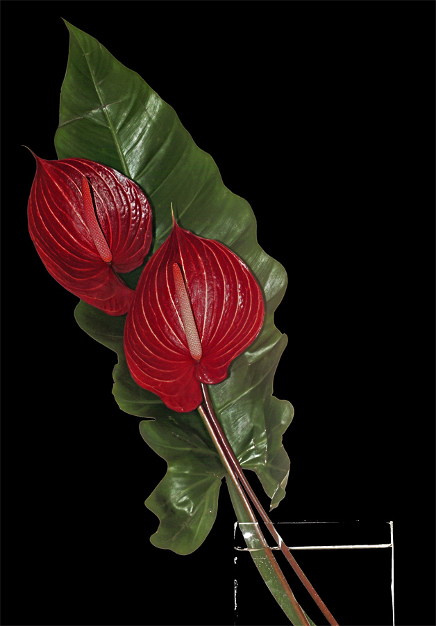 Anthurium