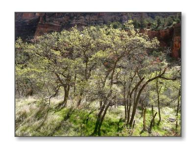 u43/sdommin/medium/27945752.ziontrees.jpg