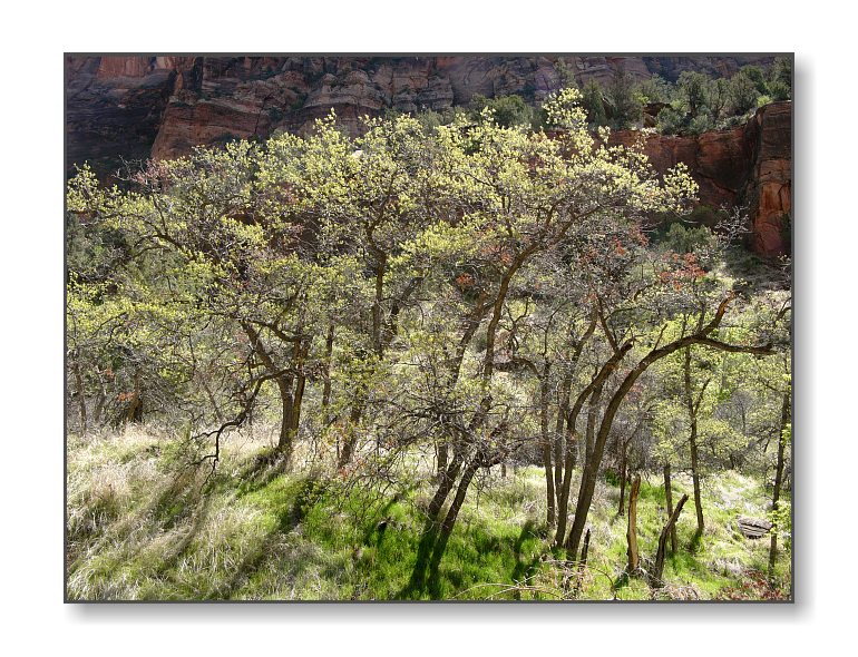 <b>Springtime in Zion Canyon</b><br><font size=2>Zion Natl Park, UT