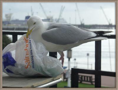 Gull on the Balcony