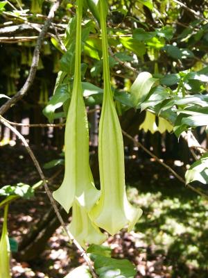 Angel's trumpet, (Brugmansia (=Datura) xcandida)