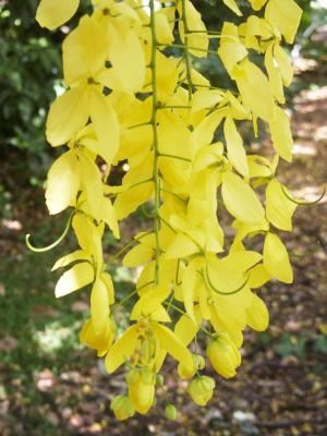 Golden shower (Cassia fistula)