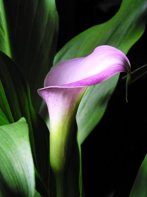Purple calla lily