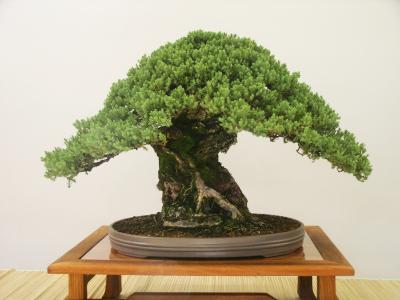 Bonsai