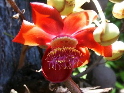 Cannonball flower (Couroupita guianensis)