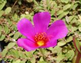 Portulaca