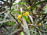 Acacia Koa